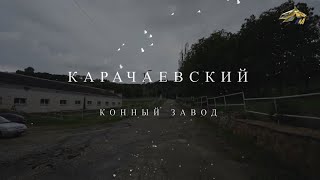 PRO_Лошадей. Карачаевский конный завод. 2 июля 2023 года. 11:10