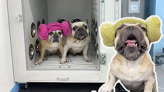 French Bulldog HUGE Tantrum At 24 Hour Self Dog Wash