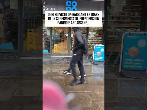 GABBIANO ENTRA IN