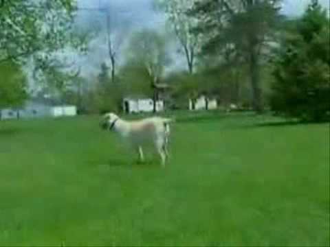 Part 2 Training Your Dog Innotek In Ground Radio Fence Part 2 Training Your Dog Innotek In Ground Radio Fence Net