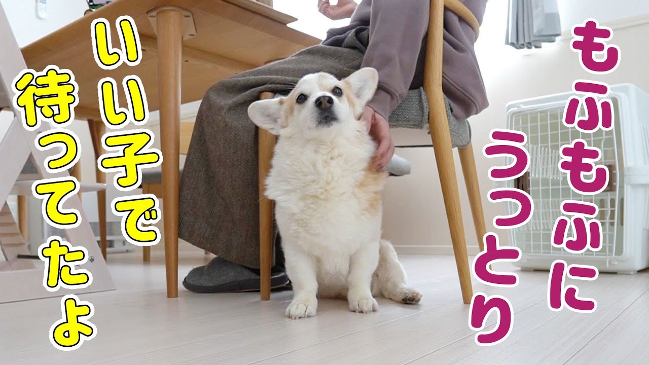 名作アニメ 漫画 小説に登場する犬種は何