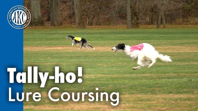 About Lure Coursing – SwiftPaws