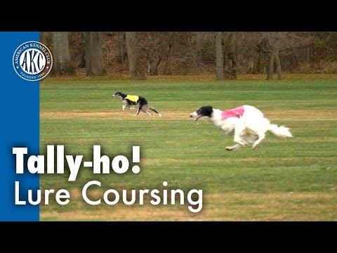 Video: Hunde Sports 101: Lure Coursing