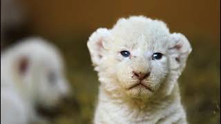 کراچی کے  نجی چڑیا گھر 'ڈین زو' میں سفید افریقی شیر کے جوڑے کے ہاں 6 بچوں کی پیدائش ہوئی ہے