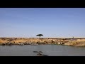 The great migration at isharas waterhole