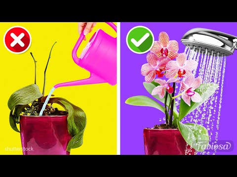 Video: Orchideenpflegeregeln Zu Hause