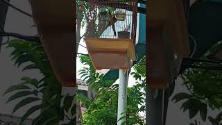Download Manyar Rasa Kenari & Burung Gereja Tarung Video MP3 Manyar Rasa Kenari & Burung Gereja Tarung