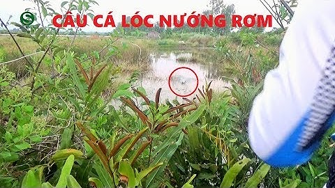 Câu cá lóc, nướng rơm mừng xuân Mậu Tuất | Fishing | Sắc Màu VN