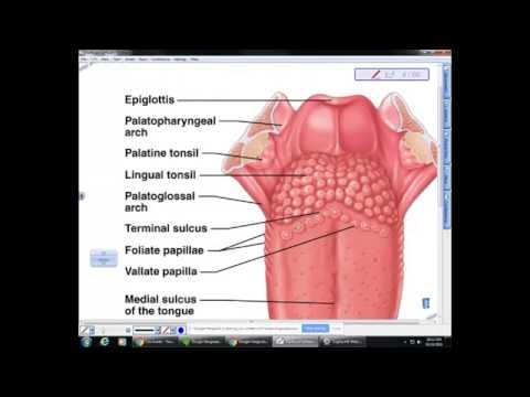 BI 233 Digestion