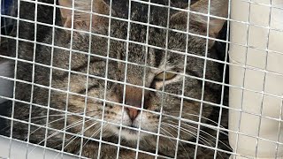 Upgrading our playground for cats that used to not matter #thisisrescue #passion #teamwork #cat by Furball Farm Cat Sanctuary 1,599 views 21 hours ago 1 minute, 31 seconds