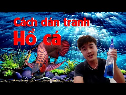 Video: Cách Dán Nền Cho Bể Cá