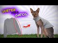 ROPA para GATOS 😺 ¡Suéter en 5 minutos!