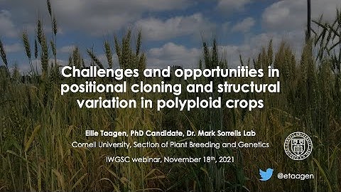 Challenges and opportunities in positional cloning and structural variation in polyploid crops