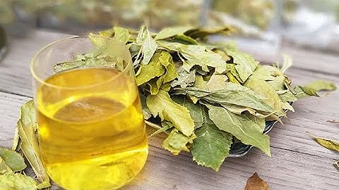 Chè dung là gì? Các bài thuốc từ chè dung