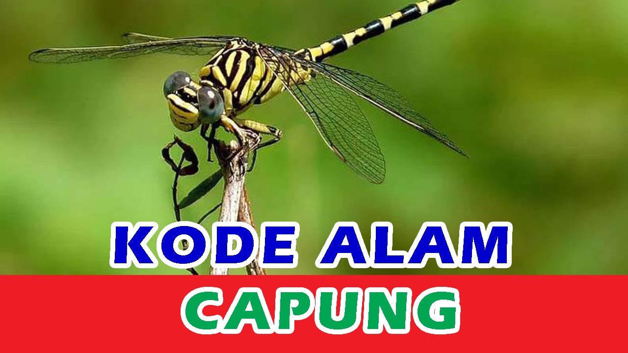 Erek Erek Capung Kode Alam 2D 3D 4D | Angka Capung dalam Togel | Mimpi