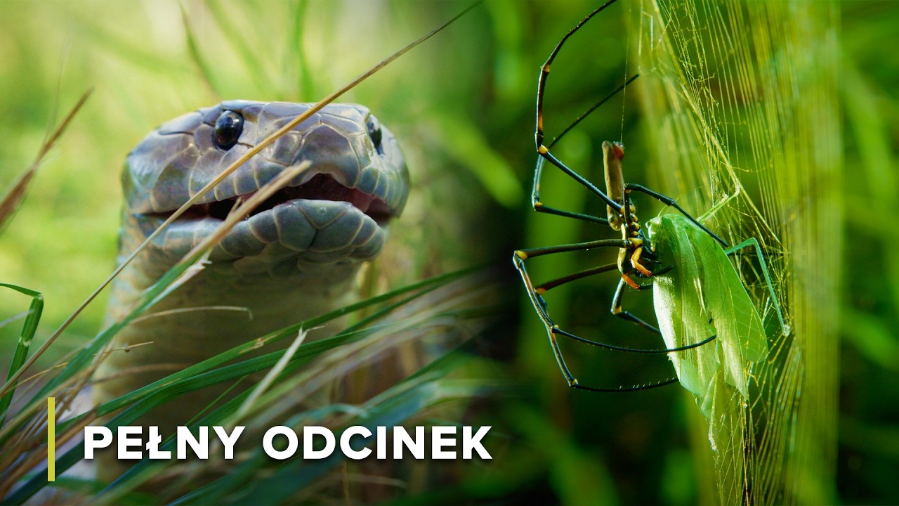 Zaciekli drapieżnicy australijskich lasów i mokradeł | Niebezpieczni Australijczycy 101+102