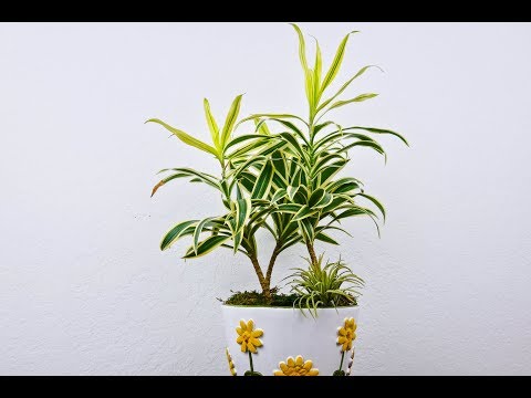 Wideo: Song Of India Pielęgnacja roślin: Dowiedz się więcej o uprawie różnorodnej rośliny draceny