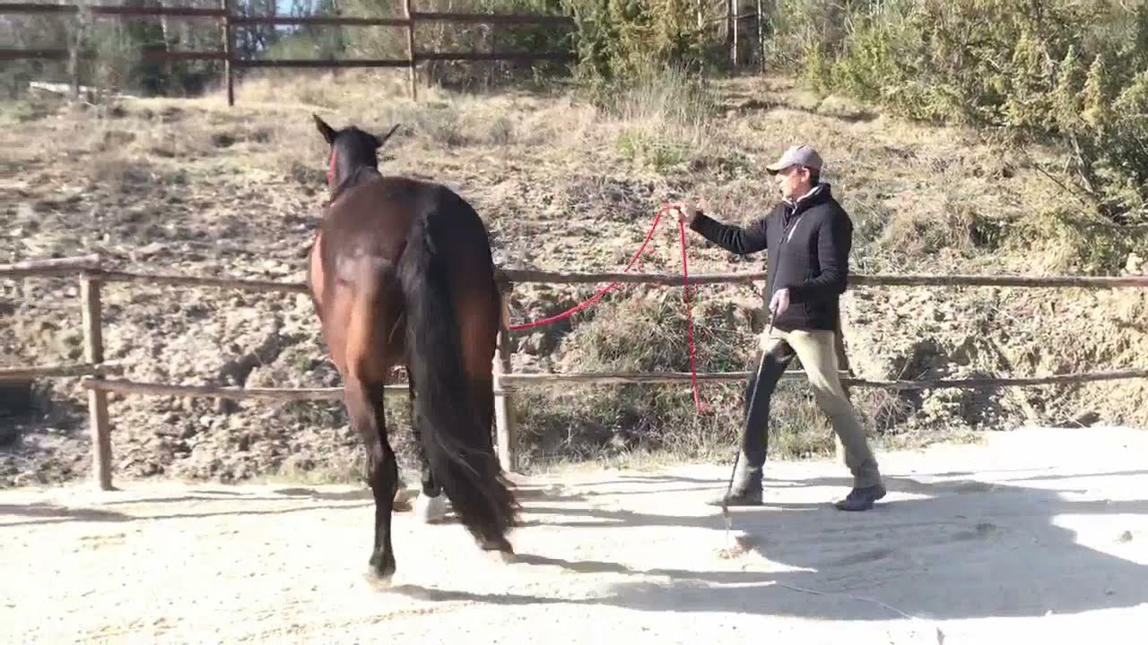 I passi laterali con il cavallo