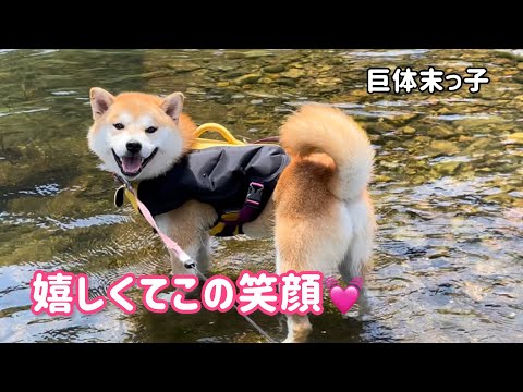 1匹だけ川遊びに連れて来たら嬉しさが止まらない柴犬末っ子が可愛い