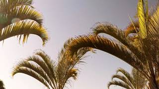 No Copyright Video - Palm Tree in the Wind - Slow Motion screenshot 5