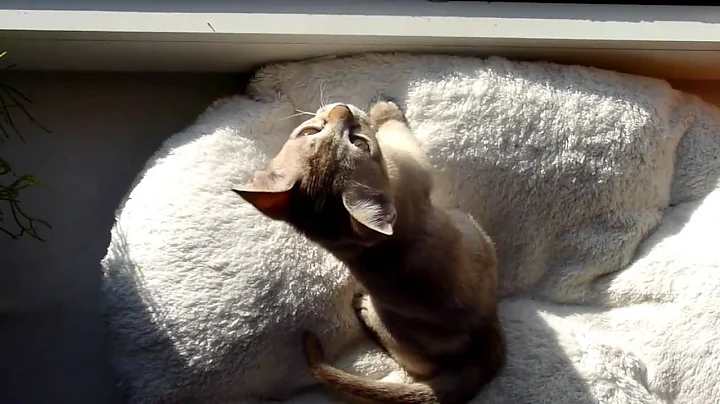 Watch the video about Burmese Cats of Ladies View - B-Kitten Video 11