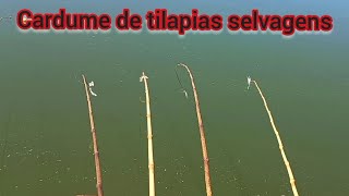 Cardume de tilapias selvagens na pescaria Raiz era uma atrás da outra Rio marinheiro