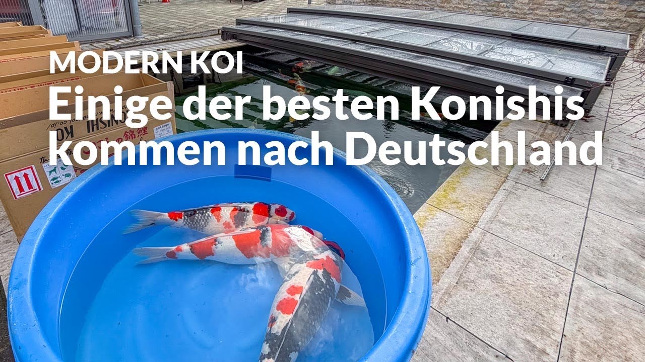 Christine und ihre neuen Konishi Kashira Mawari | Modern Koi Blog #8151