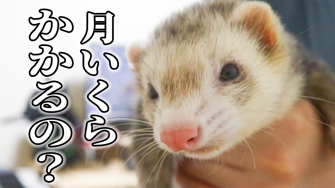 大事 フェレットを育てるには月 円かかります Youtube