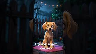 #золотистыйретривер #голденретривер #щенок #домсемья