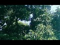 Pulsagamma - Caved in