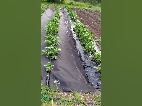 Капельный полив Картофеля. - YouTube