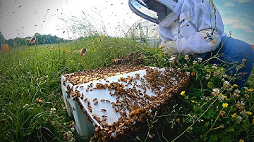 They Had AT LEAST SIX Queens With Them!  Swarm Catch Close-Up