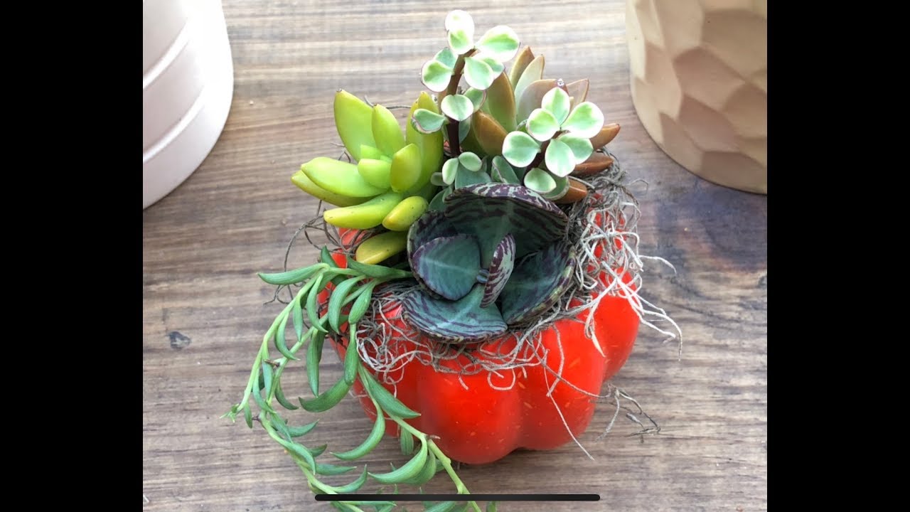 DIY pumpkin succulent arrangement. 9/23/2018