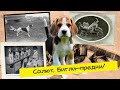 🔴 Бигли на винтажных фото и видео | Beagle dogs in vintage photos and videos.