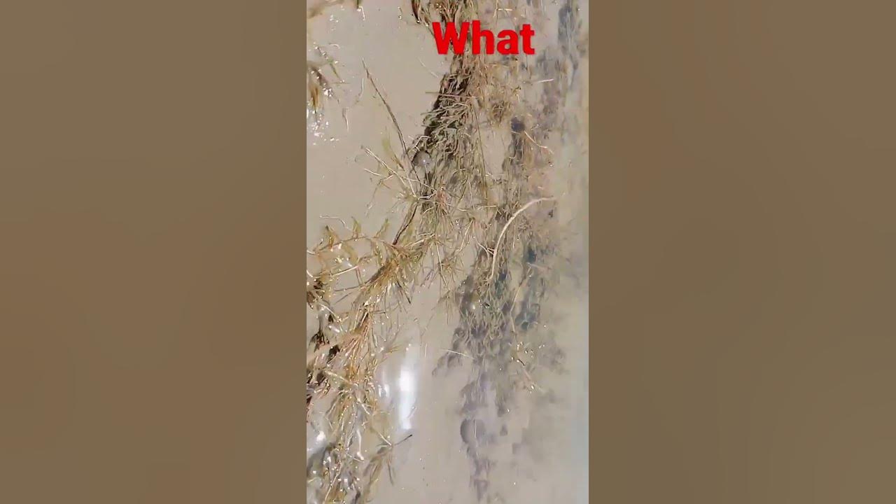 What Is Bangla youtubeshorts vairalshort YouTube what-is-bangla-youtubeshorts-vairalshort-youtube