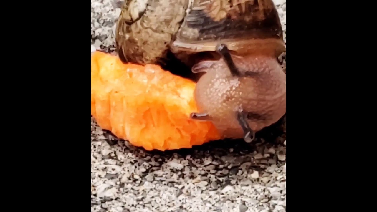 snail eating a carrot and turning orange YouTube