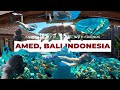 THE BEST SNORKELING IN BALI IS AMED!!! MUST VISIT WHEN IN BALI