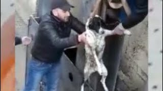 Dog Rescue from Flooded River - God Bless This People- Animalz TV