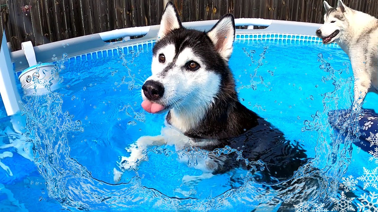 husky swimming pool