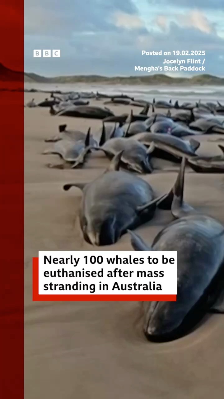 Nearly 100 false killer whales to be euthanised after mass stranding. #Tasmania #Australia #BBCNews