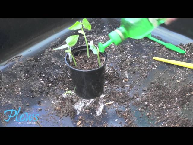 Pricking out Seedlings (a how to)