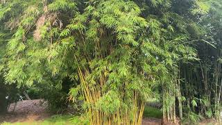 Singapore Botanic Gardens, Bukit Timah Gate , Singapore 