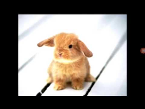 Poze Cu Animale Cute Youtube