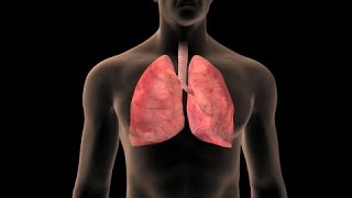 Anatomía del pulmón