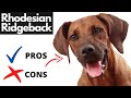 Rhodesian Ridgeback Pros And Cons | The Good AND The Bad!! の動画、YouTube動画。