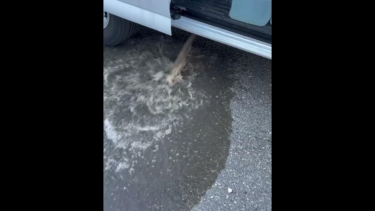 Carpet Cleaning DIRTY WATER Dump! satisfying oddlysatisfying 