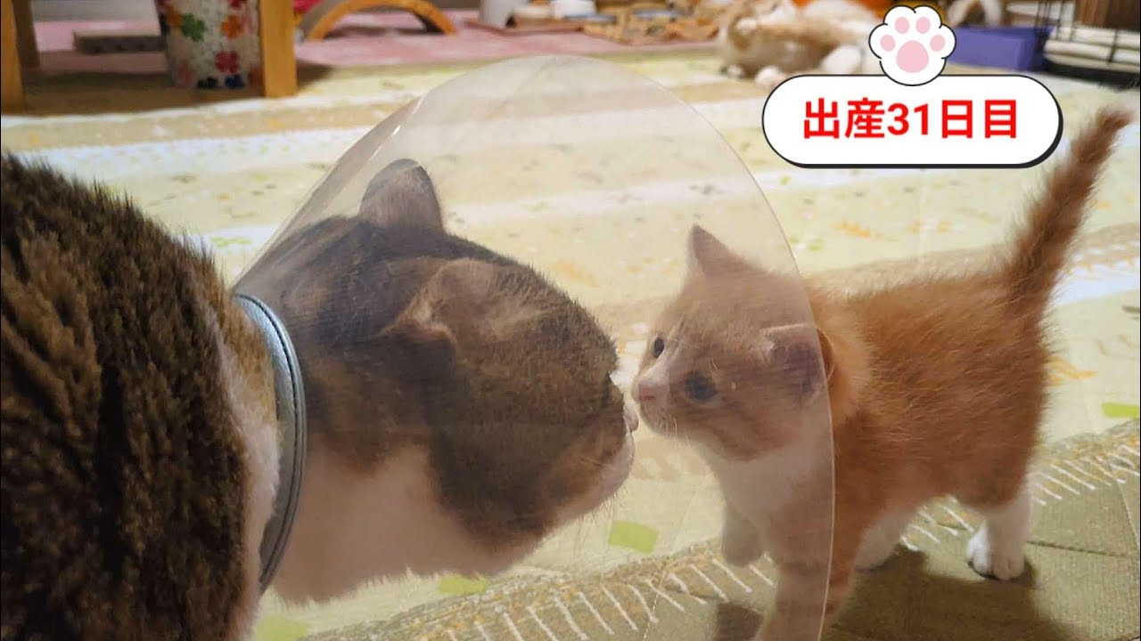 [生後31日目]アントンを子猫たちに会わせました❤️