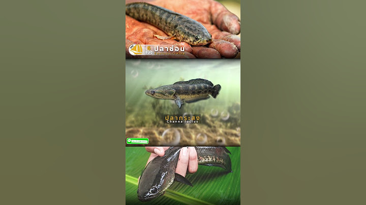 ปลาช่อน 6 ชนิดที่พบในประเทศไทย 😍 #sncfishshop #ปลาสวยงาม