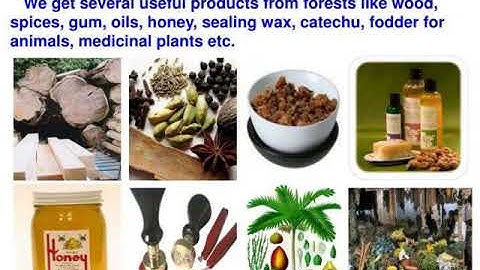 Forest PowerPoint Presentation