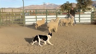 Kit the Border Collie Puppy gets a lesson to control her aggression on sheep in the round pen by BWR Stockdog Training 995 views 6 months ago 4 minutes, 28 seconds